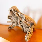 아파트 Dunas De